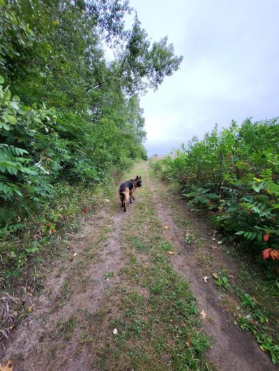 Belwin Conservancy: Stagecoach Prairie - Afton, MN