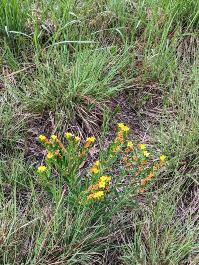 Belwin Conservancy: Stagecoach Prairie - Afton, MN