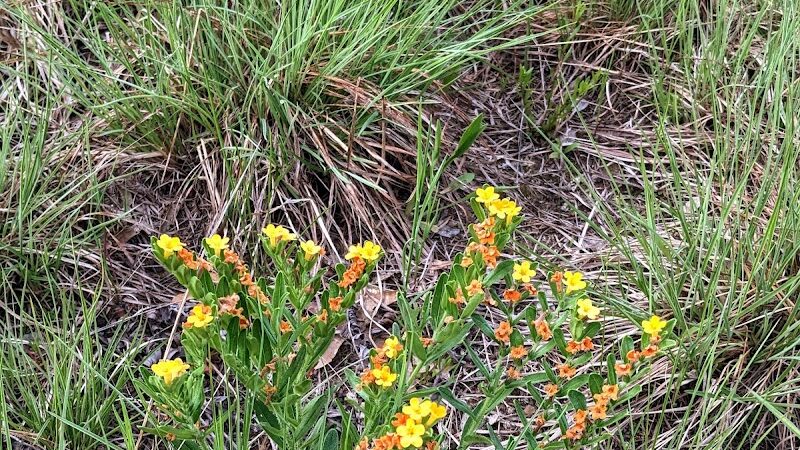 Belwin Conservancy: Stagecoach Prairie - Afton, MN