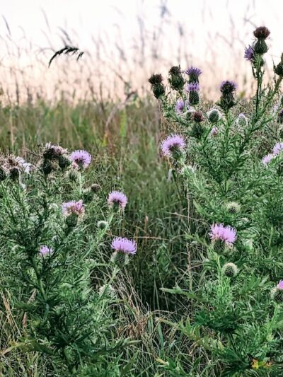 Belwin Conservancy: Stagecoach Prairie - Afton, MN