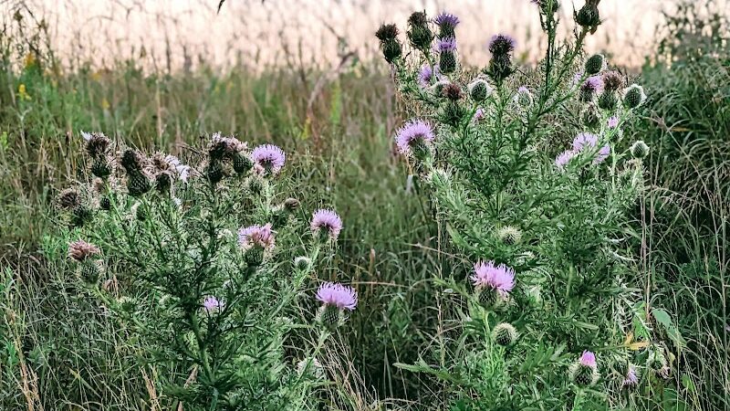 Belwin Conservancy: Stagecoach Prairie - Afton, MN