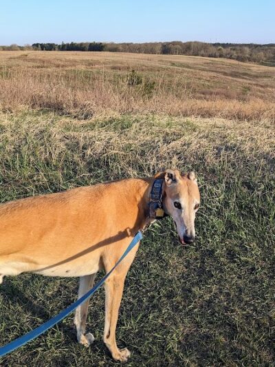 Belwin Conservancy: Stagecoach Prairie - Afton, MN