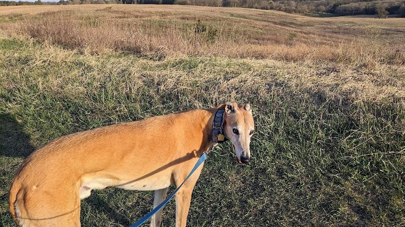 Belwin Conservancy: Stagecoach Prairie - Afton, MN