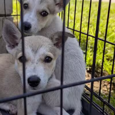 Aiken County Animal Shelter - Aiken, SC