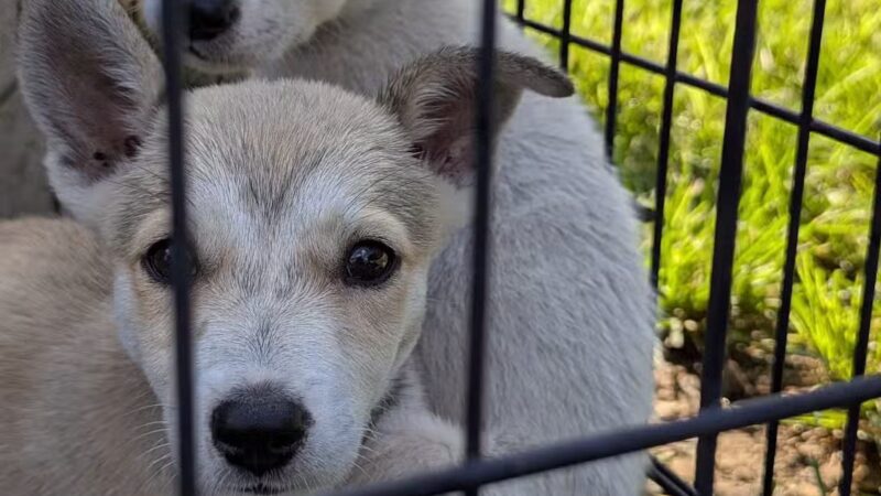 Aiken County Animal Shelter - Aiken, SC