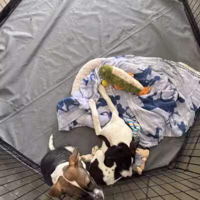 Aiken County Animal Shelter - Aiken, SC