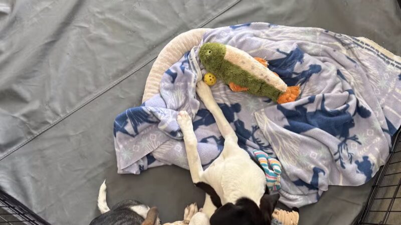 Aiken County Animal Shelter - Aiken, SC