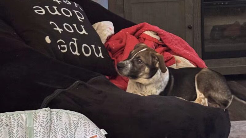 Aiken County Animal Shelter - Aiken, SC