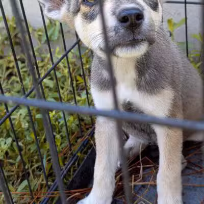 Aiken County Animal Shelter - Aiken, SC