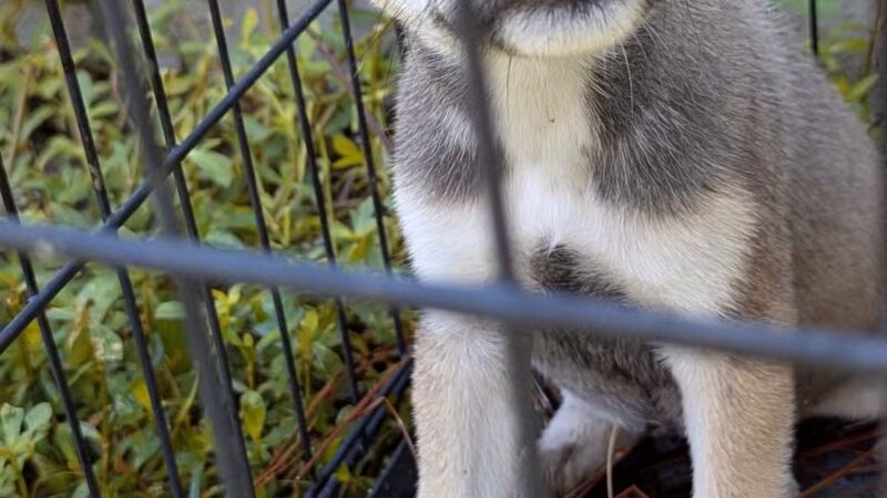 Aiken County Animal Shelter - Aiken, SC