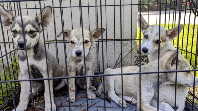 Aiken County Animal Shelter - Aiken, SC