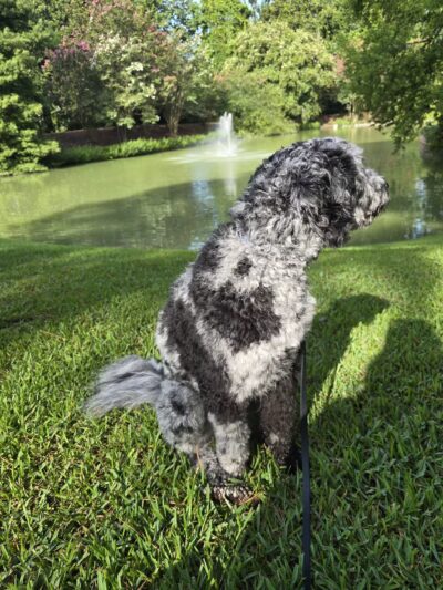 Hopelands Gardens - Aiken, SC