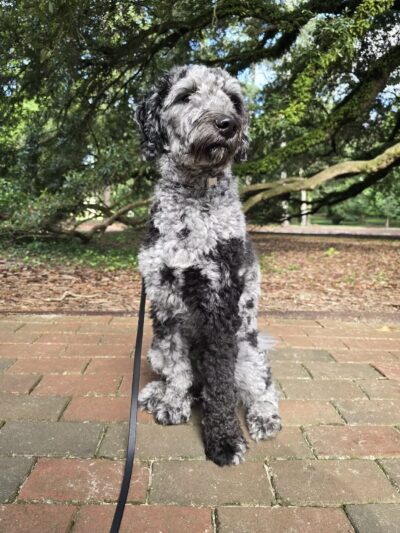 Hopelands Gardens - Aiken, SC