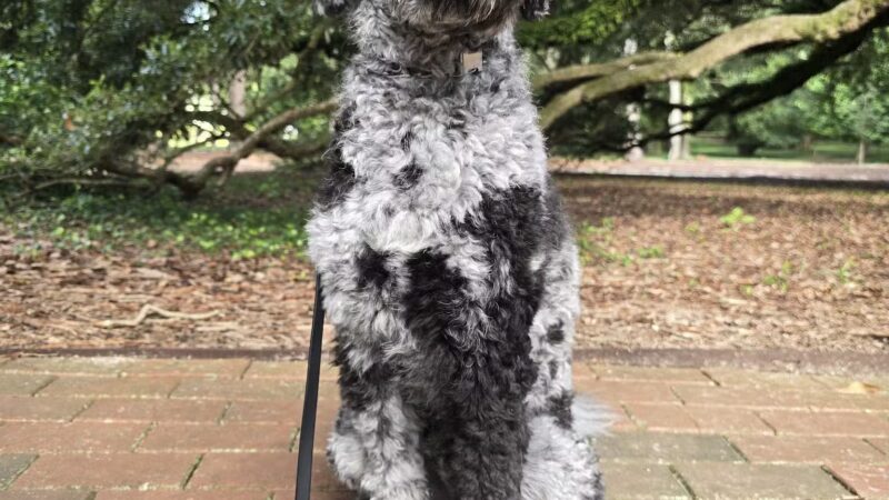 Hopelands Gardens - Aiken, SC