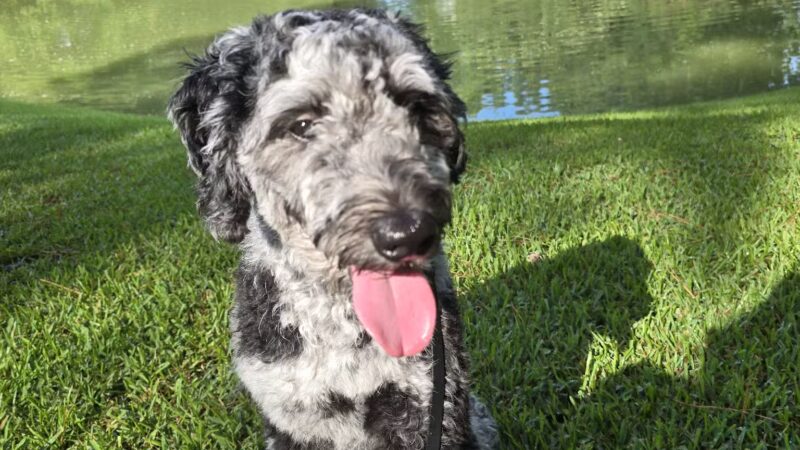 Hopelands Gardens - Aiken, SC