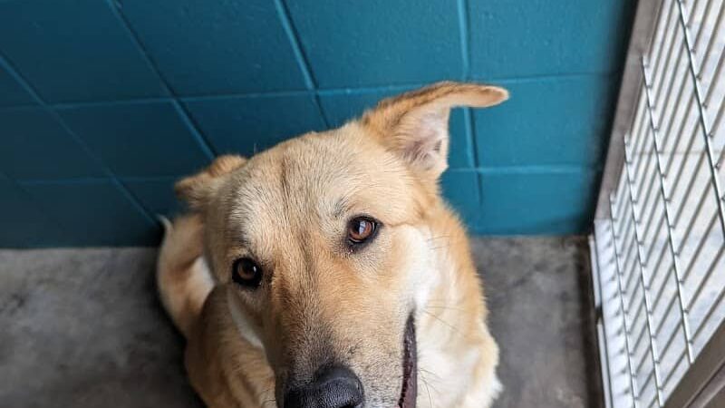 Aiken County Animal Shelter - Aiken, SC