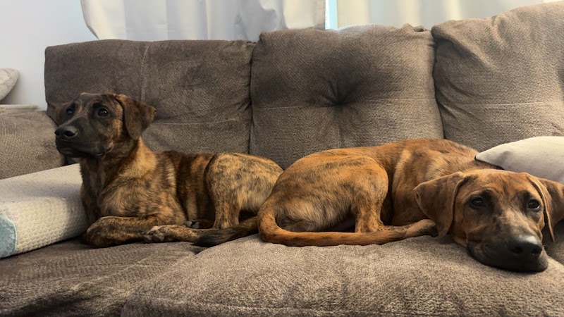 Aiken County Animal Shelter - Aiken, SC