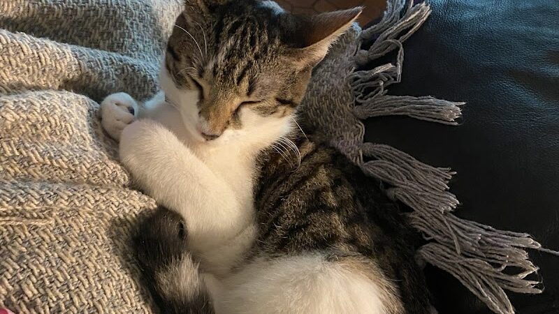 Aiken County Animal Shelter - Aiken, SC