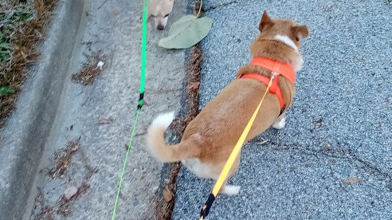 Aiken County Animal Shelter - Aiken, SC