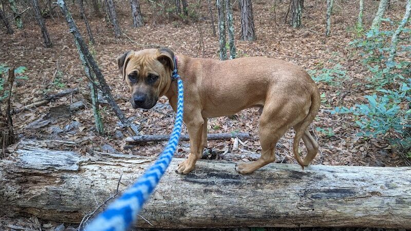 Aiken County Animal Shelter - Aiken, SC
