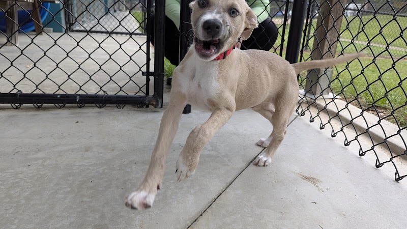 Aiken County Animal Shelter - Aiken, SC