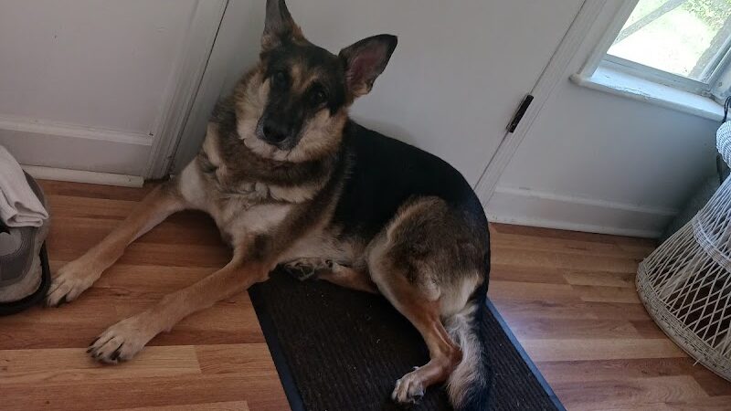 Aiken County Animal Shelter - Aiken, SC