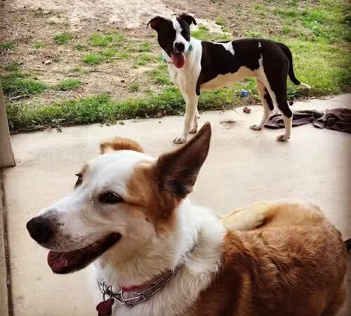 Aiken County Animal Shelter - Aiken, SC