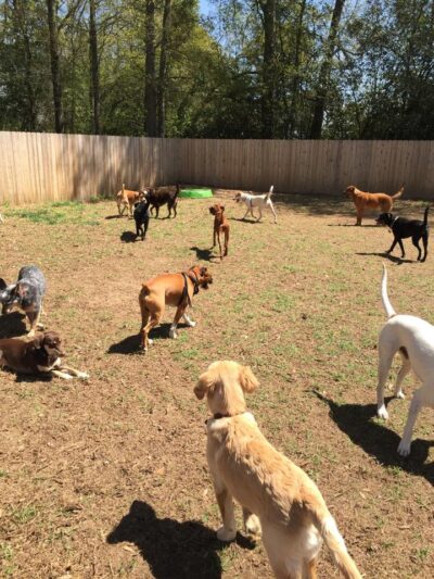 All 4 The Dog Daycare & Spa - Aiken, SC