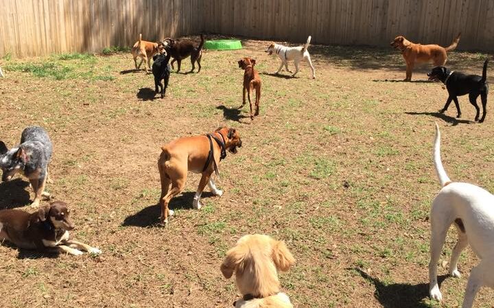 All 4 The Dog Daycare & Spa - Aiken, SC