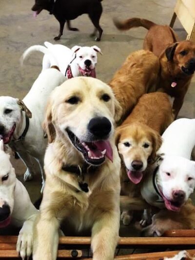 All 4 The Dog Daycare & Spa - Aiken, SC