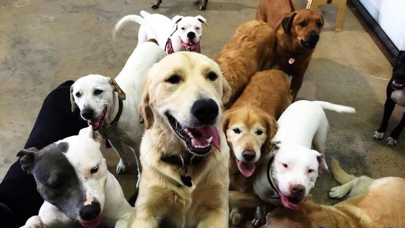 All 4 The Dog Daycare & Spa - Aiken, SC