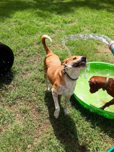All 4 The Dog Daycare & Spa - Aiken, SC