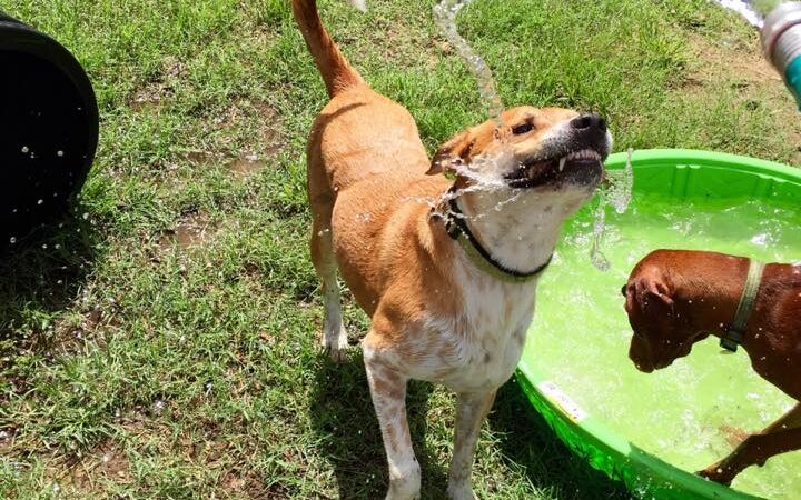 All 4 The Dog Daycare & Spa - Aiken, SC