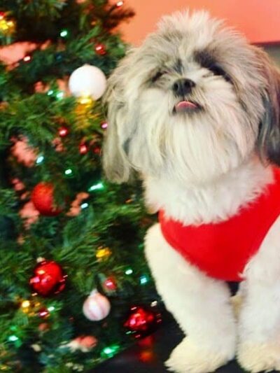 All 4 The Dog Daycare & Spa - Aiken, SC