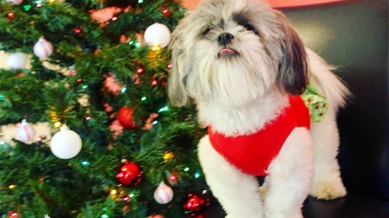 All 4 The Dog Daycare & Spa - Aiken, SC