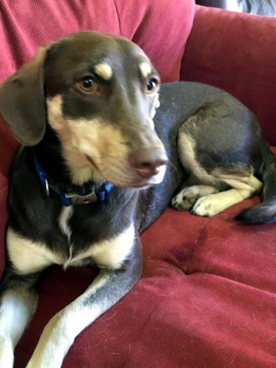 All 4 The Dog Daycare & Spa - Aiken, SC