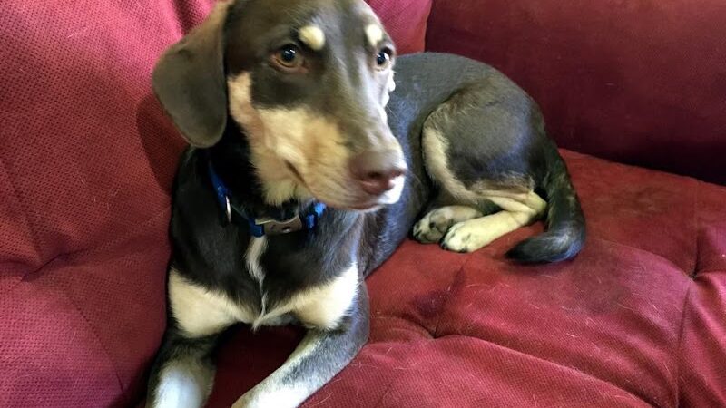 All 4 The Dog Daycare & Spa - Aiken, SC