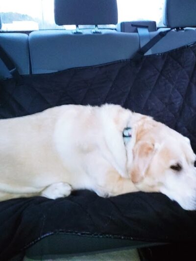 All 4 The Dog Daycare & Spa - Aiken, SC