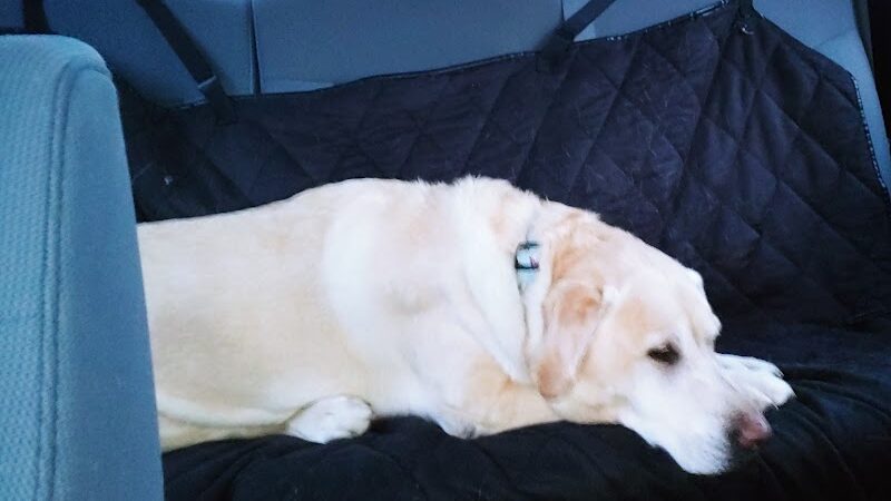 All 4 The Dog Daycare & Spa - Aiken, SC