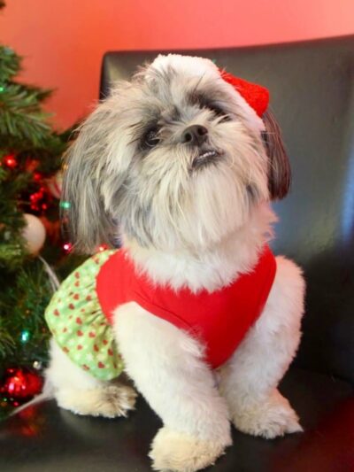 All 4 The Dog Daycare & Spa - Aiken, SC