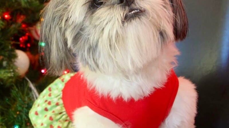 All 4 The Dog Daycare & Spa - Aiken, SC