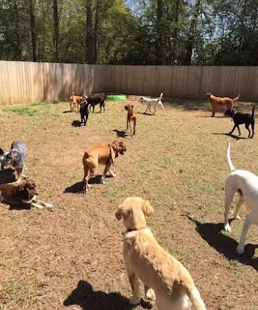 All 4 The Dog Daycare & Spa - Aiken, SC