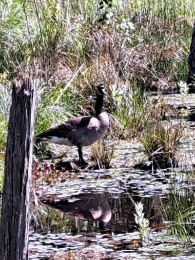 Boyd Pond Bike Trail Parking Lot - Aiken, SC