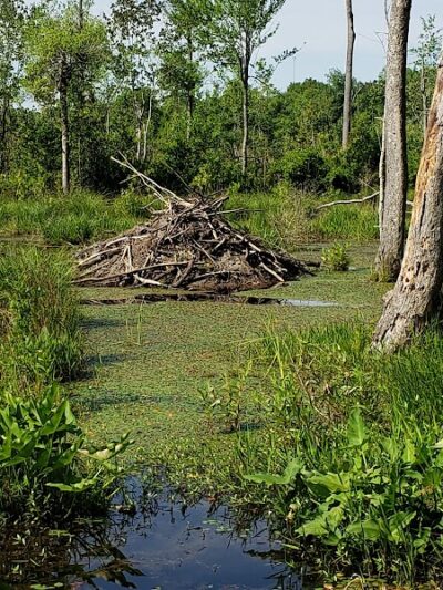 Boyd Pond Park - Aiken, SC