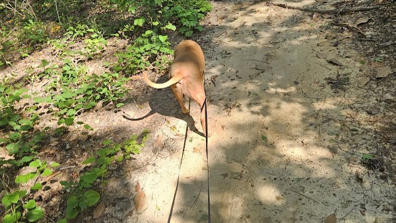 Boyd Pond Park - Aiken, SC