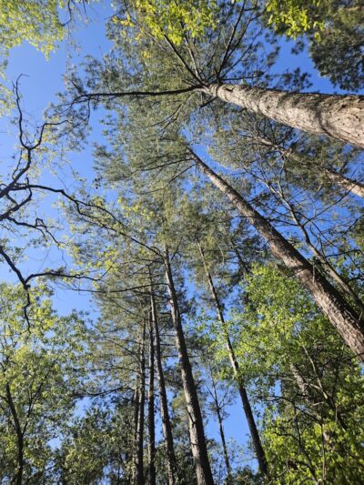 Boyd Pond Park - Aiken, SC
