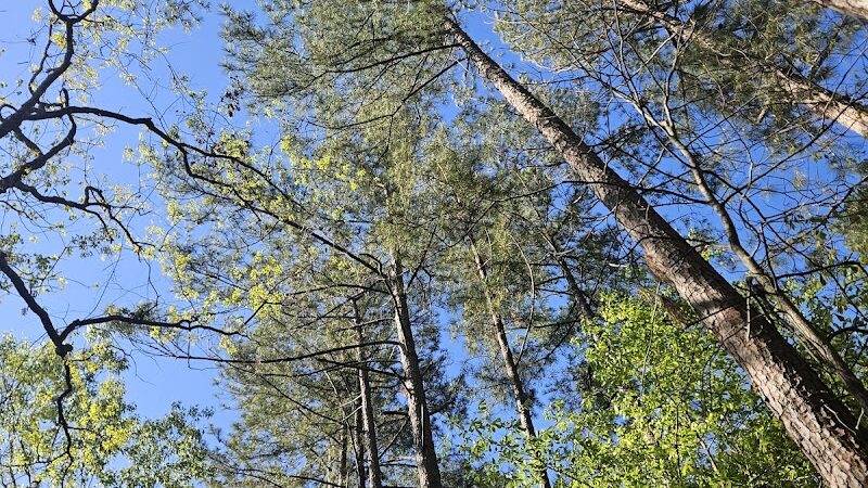 Boyd Pond Park - Aiken, SC