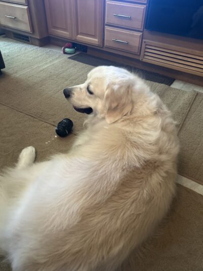 Downtown Dog - Aiken, SC - Aiken, SC