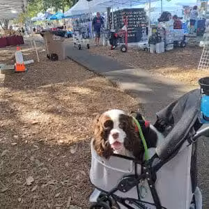 Downtown Dog - Aiken, SC - Aiken, SC