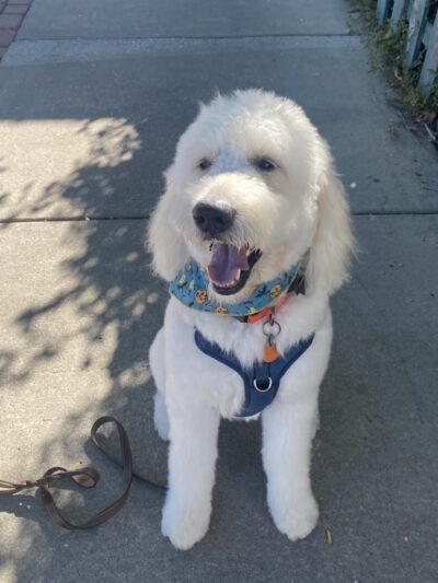 Downtown Dog - Aiken, SC - Aiken, SC